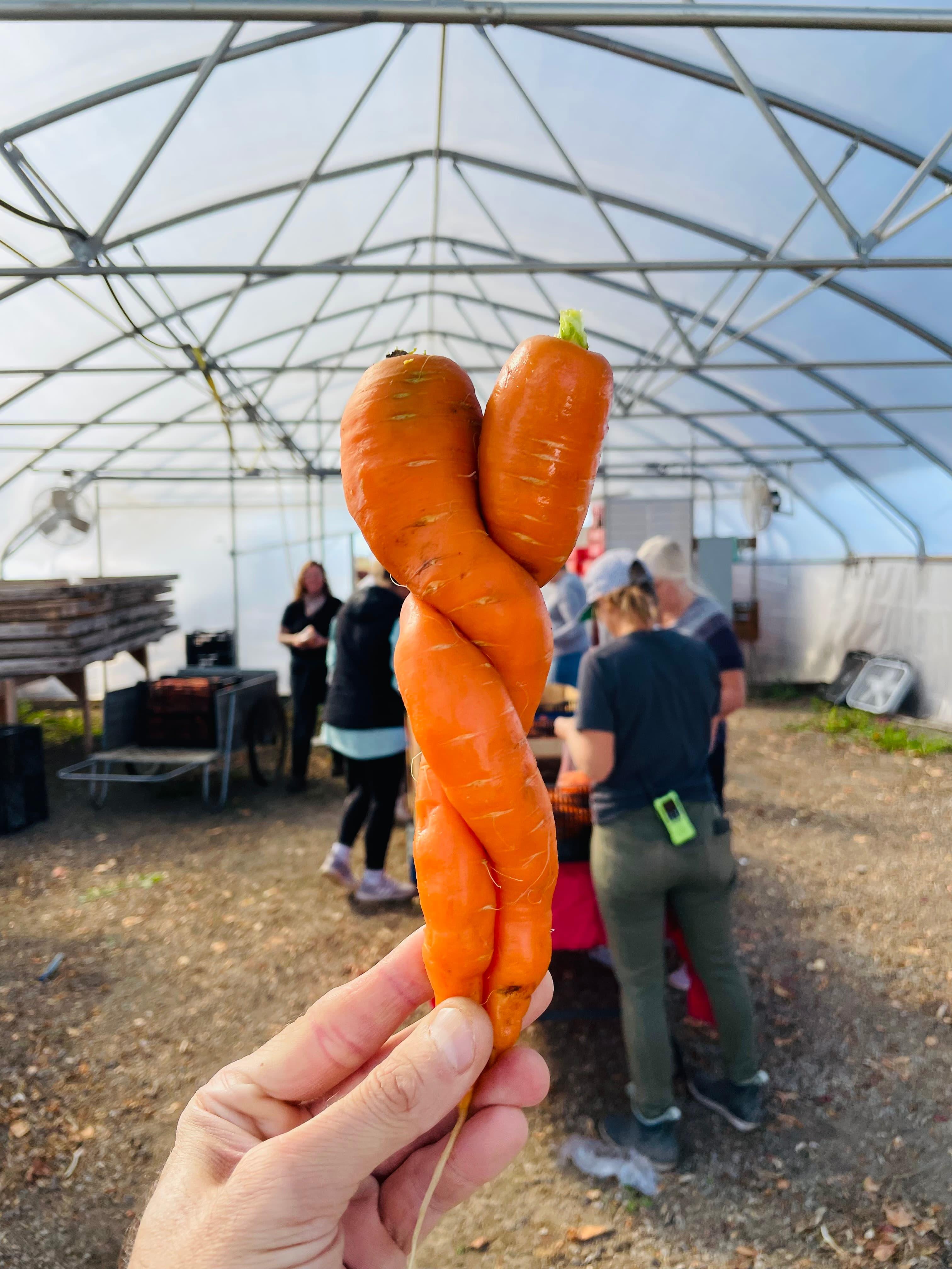 A twisted carrot