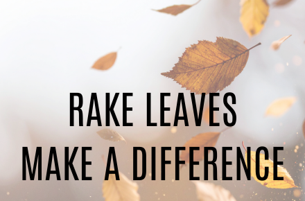 Leaves falling from the sky
